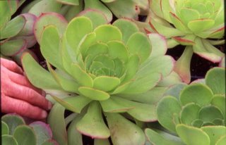 Aeonium 'Salid Bowl'